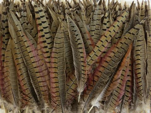 Pheasant Tail Feathers Medium Bulk