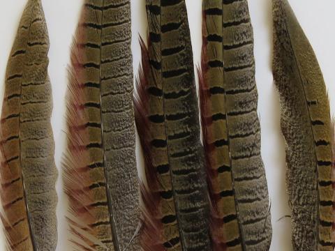 Pheasant Tail Feathers Medium Closeup