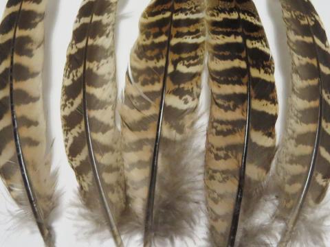 Pheasant Wing Quill Feathers Beige Closeup