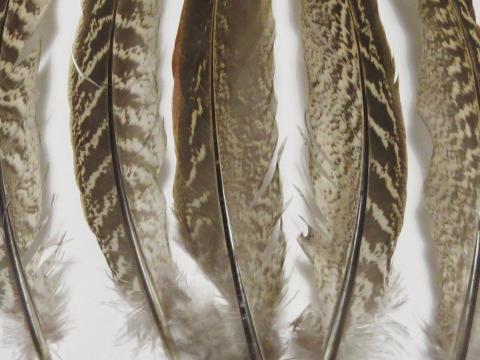Pheasant Wing Quill Feathers Closeup