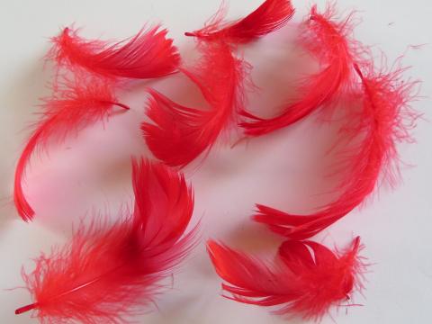 Red Loose Feathers Closeup