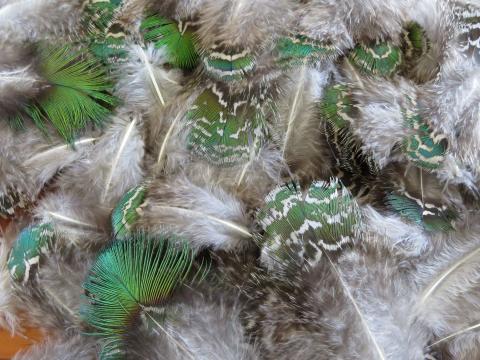 Shimmering Green Loose Feathers Bulk