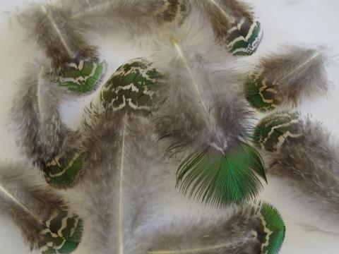 Shimmering Green Loose Feathers Closeup