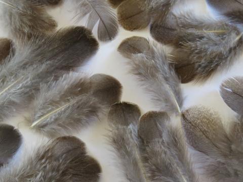 Silver Brown Feathers Closeup