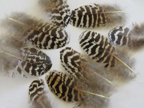 Striped Brown and White Feathers Closeup