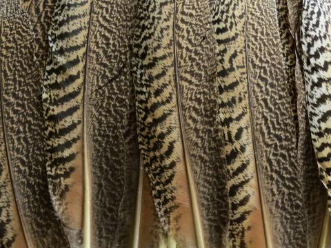 Striped Wing Quill Feathers Bulk