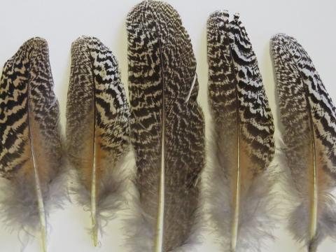 Striped Wing Quill Feathers Short Closeup