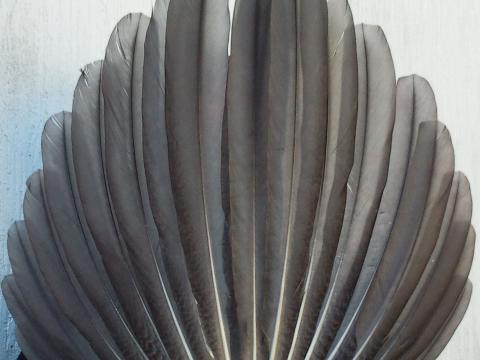 True Tail Fan Feathers