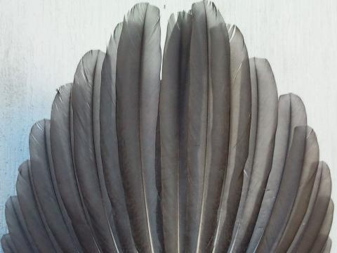 Peacock True Tail Fan Feathers