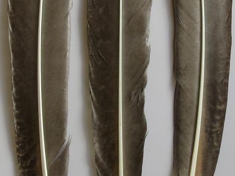True Tail Feathers Closeup
