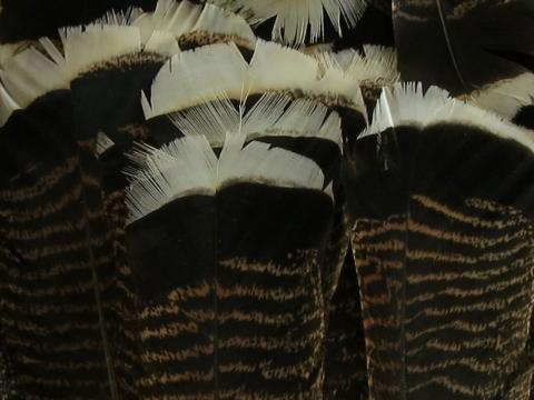 Turkey Flats Feathers Bulk
