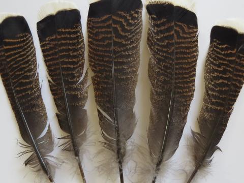 Turkey Flats - Tail Feathers