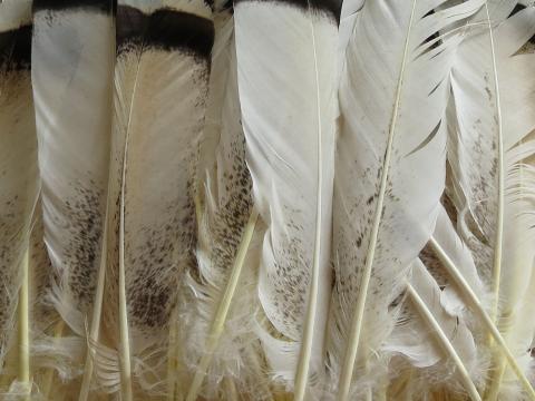 Turkey Flats Feathers White Bulk