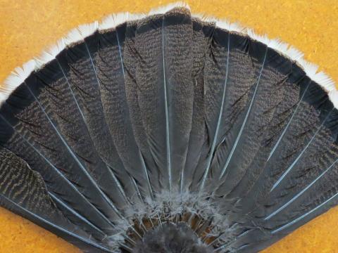 Turkey Flats Tail Fan