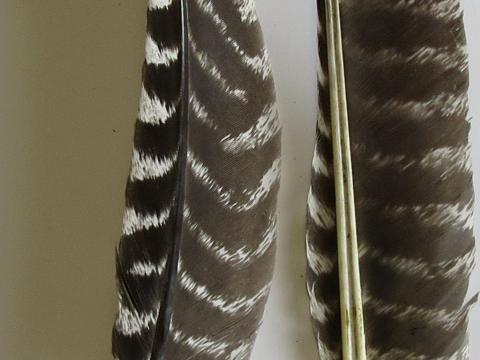 Turkey Primary Wing Quill Feathers Closeup