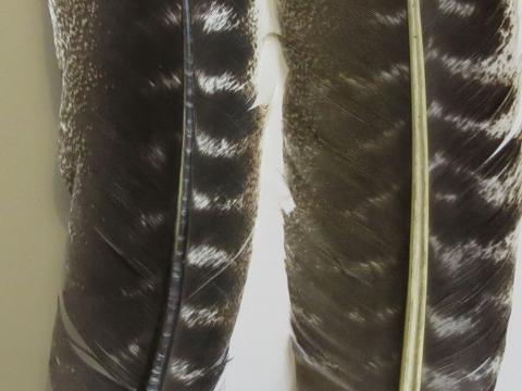Turkey Wing Quill Feathers Closeup