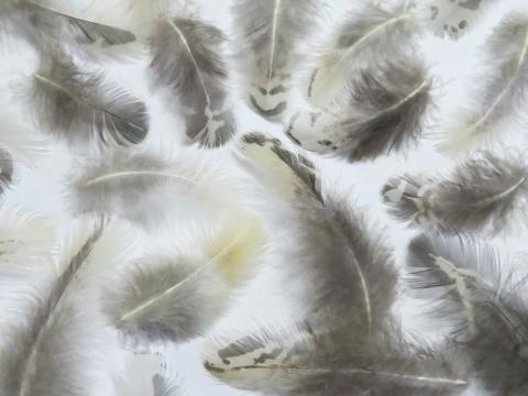 Vanilla Green Feathers Closeup