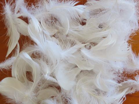 White 8 cm Loose Feathers Bulk