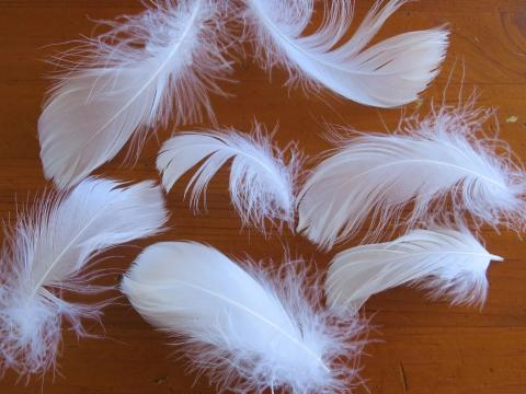 White 8 cm Loose Feathers Closeup