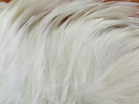 White Hackle Feathers Strung Closeup