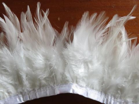 White-Saddle-Banded-Feathers
