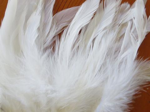 White Schlappen Feathers Closeup