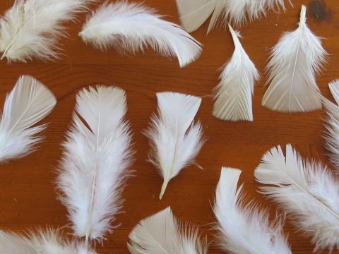 White Square Tipped Feathers Closeup
