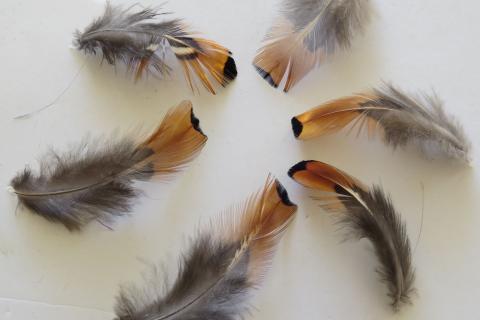 Copper and Blue Short Feathers Closeup